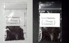 Leonotis Nepetifolia Seeds Klip Dagga Spiky Orange Seeds