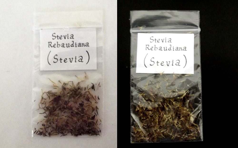 Sweet Leaf Stevia Rebaudiana Seeds Fair Dinkum Seeds