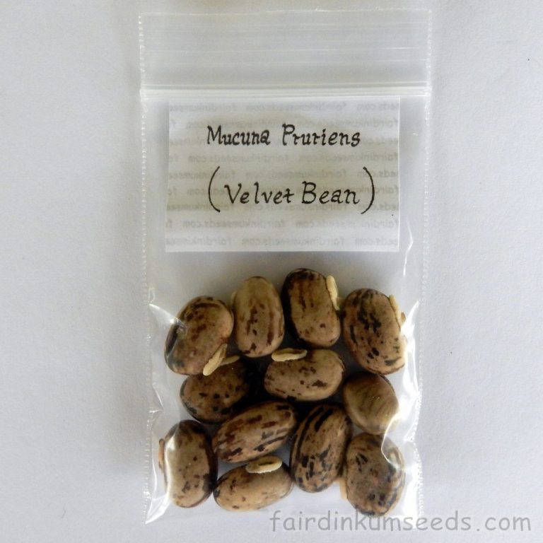 Velvet Bean Mucuna Pruriens var. Utilis Seeds Fair Dinkum Seeds