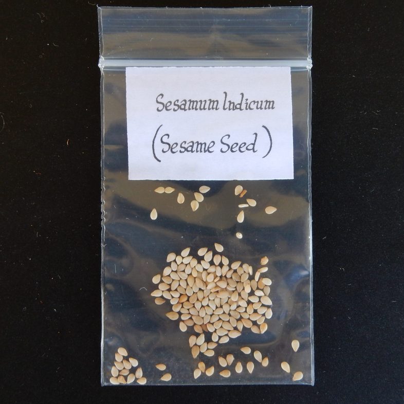 Sesame Indicum White Sesame Seeds | Fair Dinkum Seeds Where To Buy Sesame Seeds For Planting