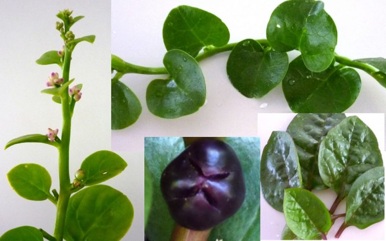 Ceylon Malabar Spinach Basella Alba Seeds