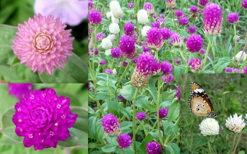 Globe Amaranth Bachelor Button Gomphrena Globosa Seeds