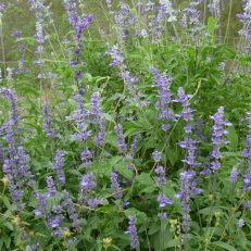 Blue Mealycup Salvia Farinacea Seeds