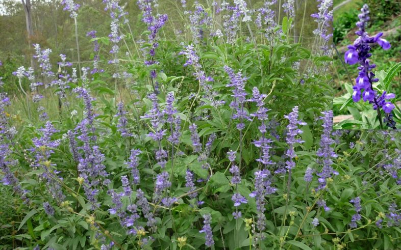 Blue Mealycup Salvia Farinacea Seeds