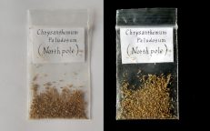 North Pole Snow Daisy Chrysanthemum Paldosum Seeds