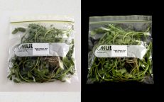 Brahmi Memory Herb Plant Cuttings Bacopa Monnieri