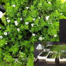 Brahmi Memory Herb Plant Cuttings Bacopa Monnieri