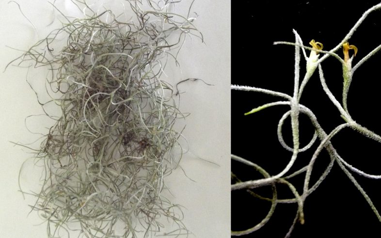 Old Mans Beard Spanish Moss Tillandsia Usneoides Plant