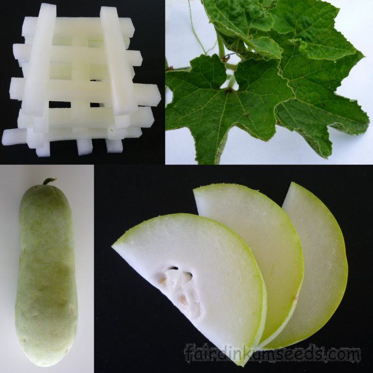 Long Winter Melon Wax Gourd Benincasa Hispida Seeds Fair Dinkum Seeds