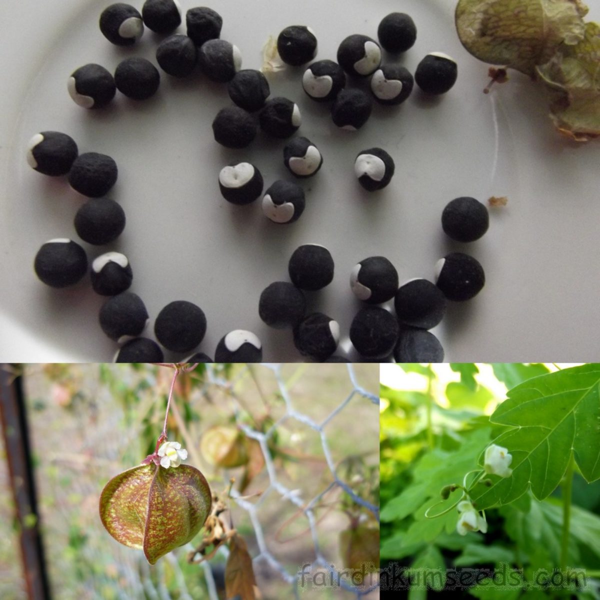 Love Puff Heart Vine Cardiospermum Halicacabum Seeds Fair Dinkum Seeds