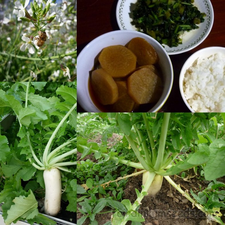 Daikon Long Japanese Radish Raphanus Sativus Seeds