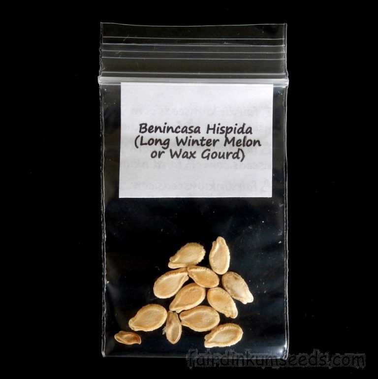 Long Winter Melon Wax Gourd Benincasa Hispida Seeds Fair Dinkum Seeds