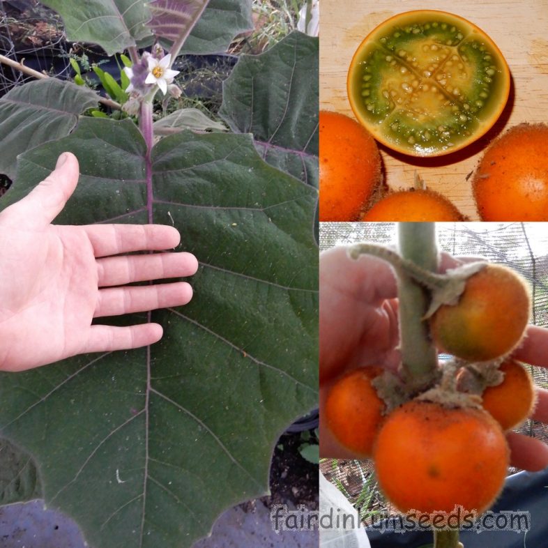 Naranjilla Lulo Fruit Solanum Quitoense Seeds