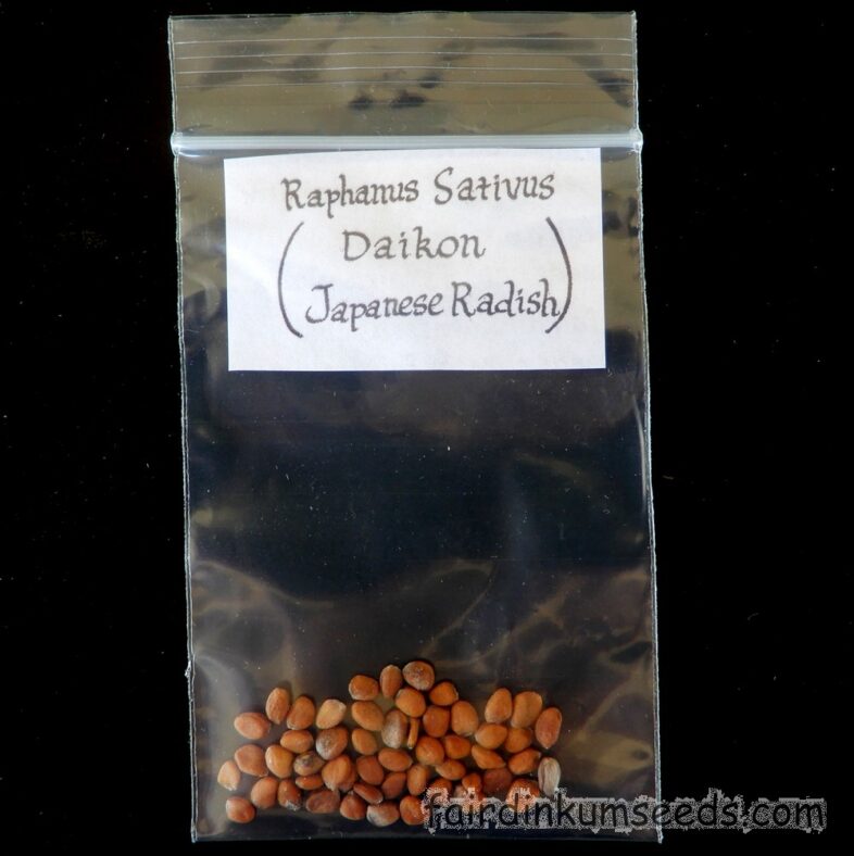 Daikon Long Japanese Radish Raphanus Sativus Seeds - Image 3