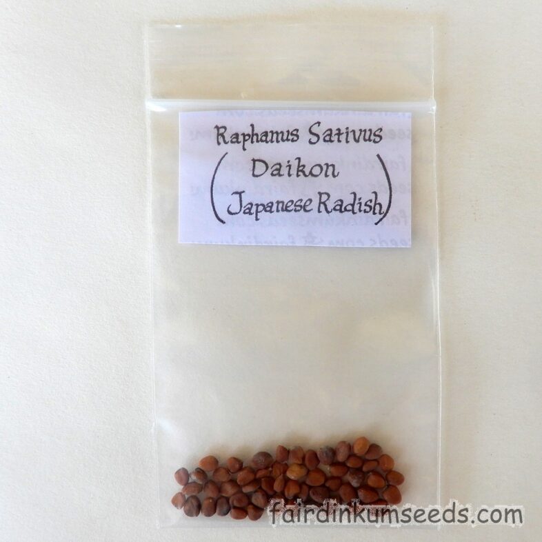 Daikon Long Japanese Radish Raphanus Sativus Seeds - Image 2