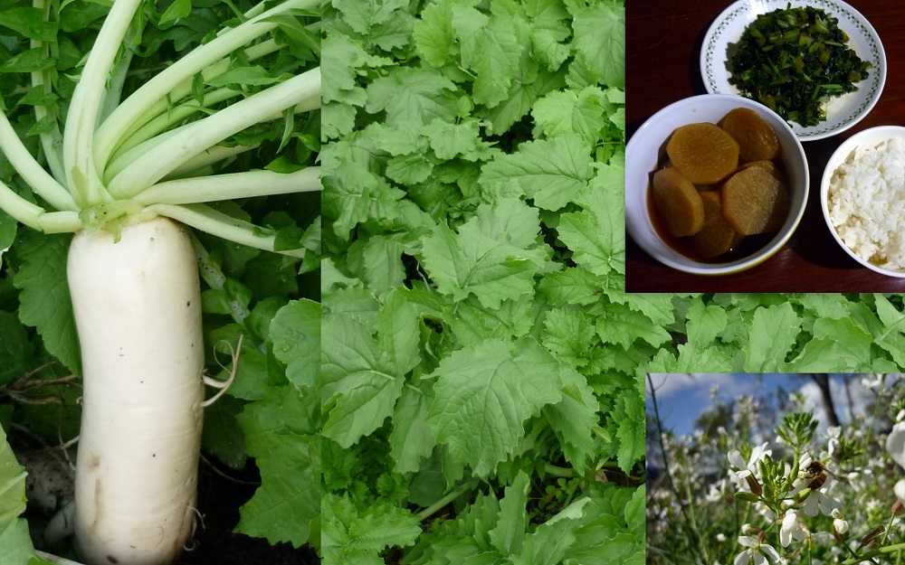 Daikon Long Japanese Radish Raphanus Sativus Seeds Fair Dinkum Seeds