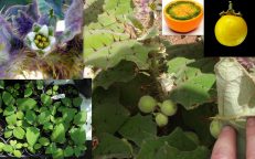 Naranjilla Lulo Fruit Solanum Quitoense Seeds