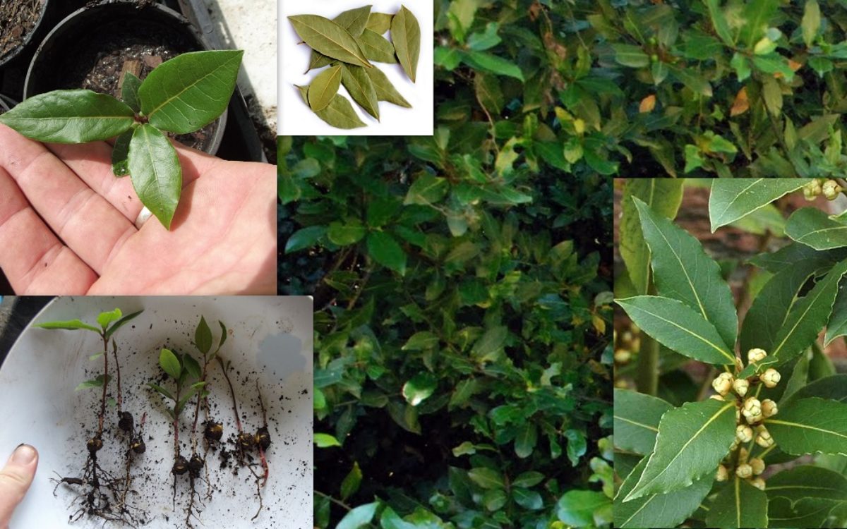 20PCs Laurus Nobilis Seeds Bay Laurel Tree Seeds Viable Plants Bonsai in Garden 