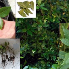 Bay Leaf Tree Laurus Nobilis Seeds