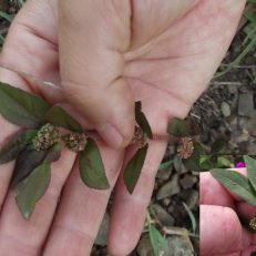 Asthma Weed Snake Plant Euphorbia Hirta Seeds