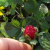 Strawberry Indian Mock False Berry Potentilla Duchesnea Indica Seeds