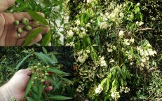 Weeping Lilly Pilly Waterhousia Syzigium Floribunda Seeds