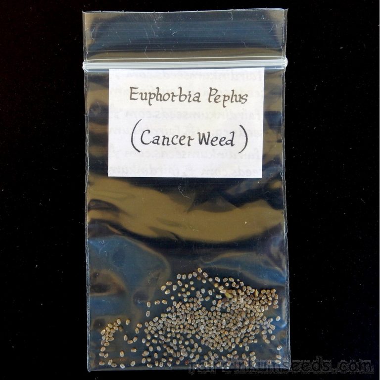 Cancer Radium Weed Euphorbia Peplus Petty Spurge Seeds Fair Dinkum Seeds