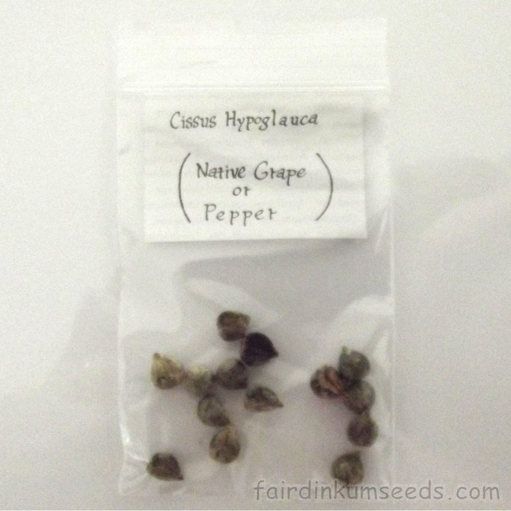 Native Grape Cissus Hypoglauca Water Pepper Vine Seeds | Fair Dinkum Seeds