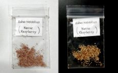 Native Wild Raspberry Rubus Rosifolius Bramble Seeds