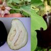 Black Eggplant Aubergine Solanum Melongena Seeds