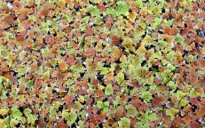 Water Fern Azolla Pinnata Culture