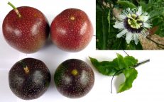 Panama Red Passionfruit Passiflora Edulis Seeds