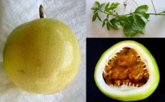 Hawaii Gold Passsionfruit Passiflora Edulis Seeds
