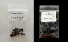 Kang Kong Water Spinach Ipomoea Aquatica Seeds