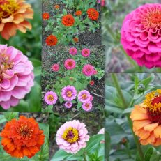 Zinnia Elegans Double Lilliput Mix Seeds