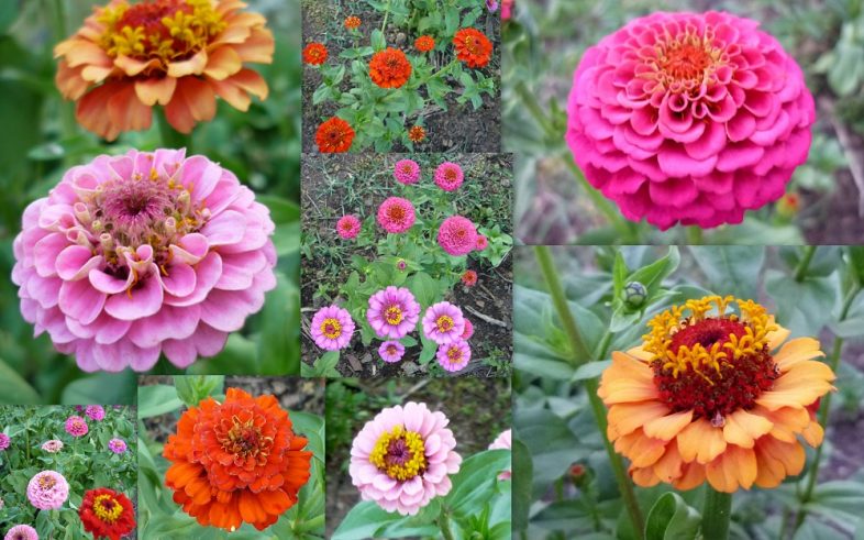 Zinnia Elegans Double Lilliput Mix Seeds