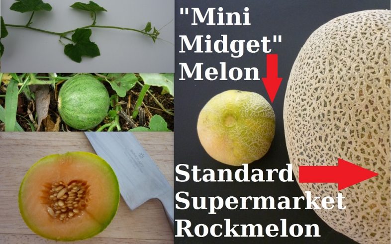 Mini Midget Melon Cucumis Melo Seeds