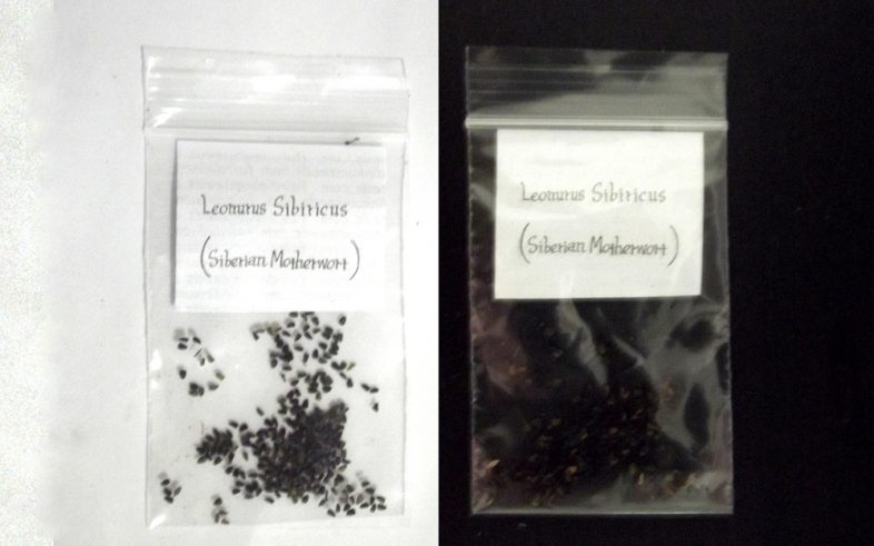 Leonurus Sibiricus Marihuanilla Siberian Motherwort Seeds