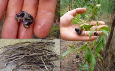 Native Grape Cissus Hypoglauca Water Vine Seeds