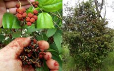 Red Kamala Dye Mallotus Philippensis Seeds