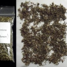 Dried Herb Leonurus Sibiricus Marihuanilla Little Marijuana