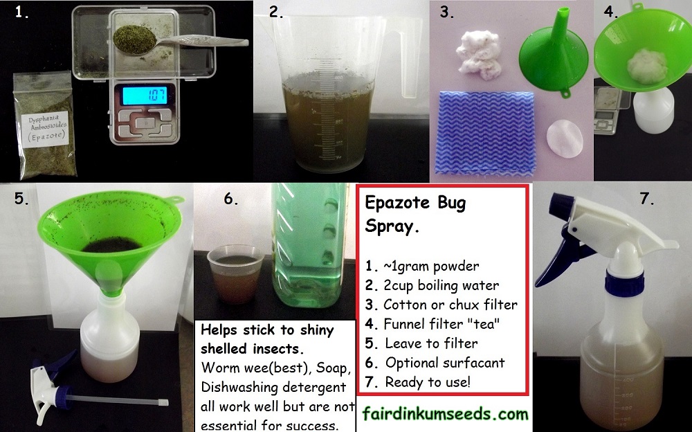 Dried Epazote Herb Dysphania Ambrosioides Insecticide