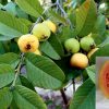 Tropical Guava Psidium Guajava Seeds