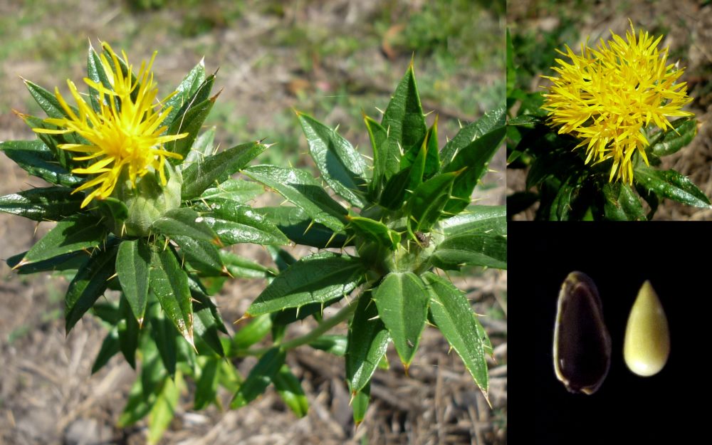 safflower false saffron carthamus tinctorius seed fair safflower plant