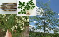 Moringa Oleifera Miracle Drumstick Tree Seed