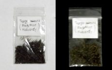 Huacatay Black Mint Tagetes Minuta Seeds