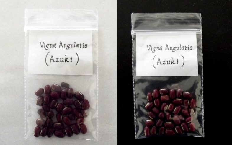Red Azuki Bean Vigna Angularis Seeds