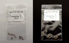 Lagochilus Inebrians Turkistan Uzbekistan Intoxicating Mint Seeds