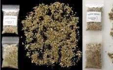Fresh Dried Lagochilus Inebrians Herb Intoxicating Mint