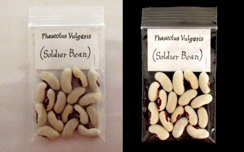 Soldier Bean Phaselous Vulgaris Seeds